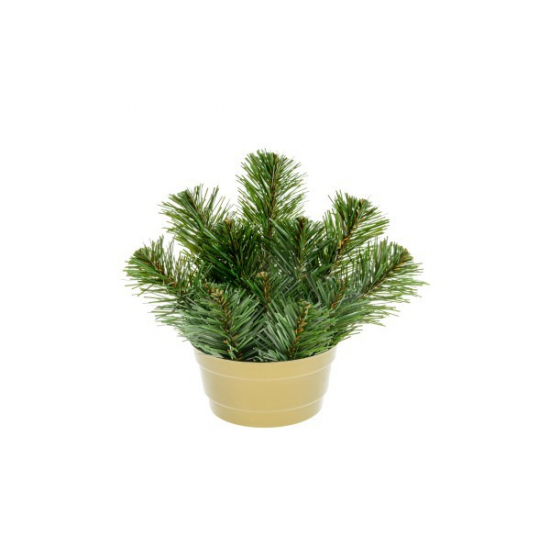 Fenyőágak arany tálban