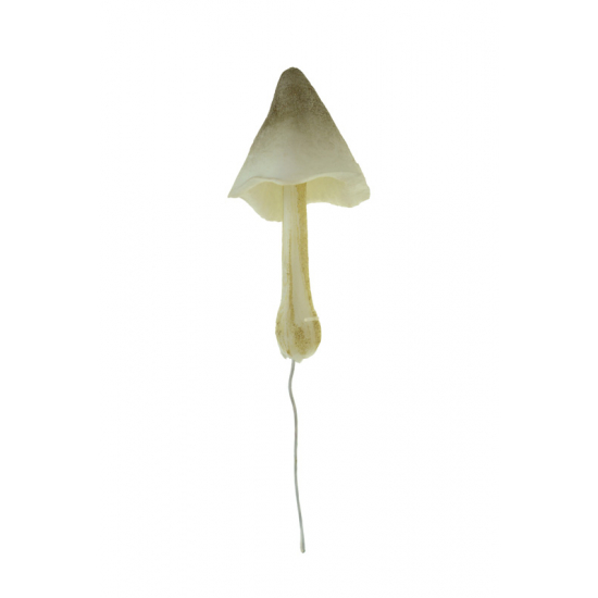 Gomba hab 3.5×8cm barna