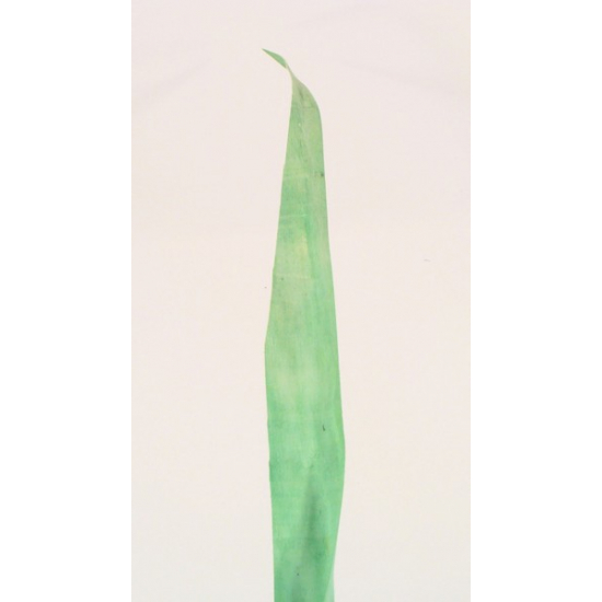 Levél háncs 70cm zöld