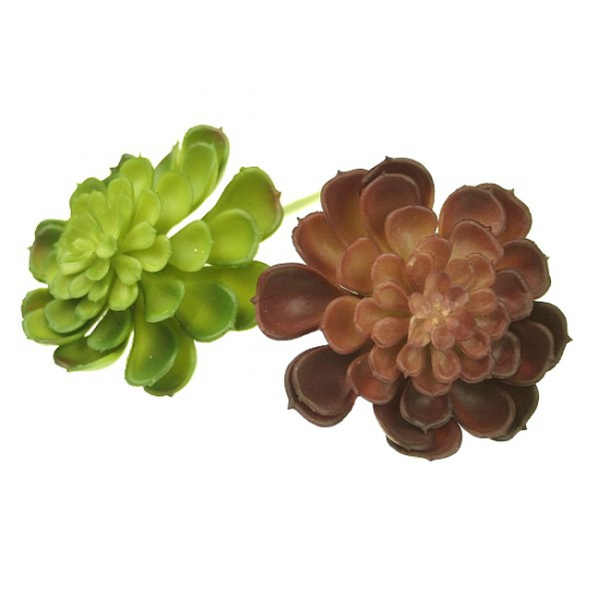 Selyemvirág Echeveria pozsgás 10-13cm több szín