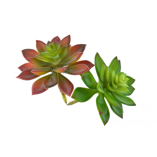 Selyemvirág Echeveria pozsgás 13cm több szín