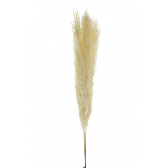 Pampafű 150cm s/3 fehér
