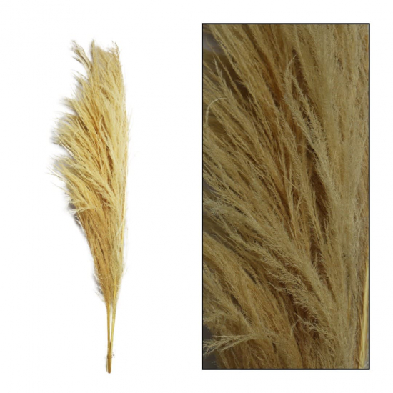 Pampafű 160cm s/3 fehér