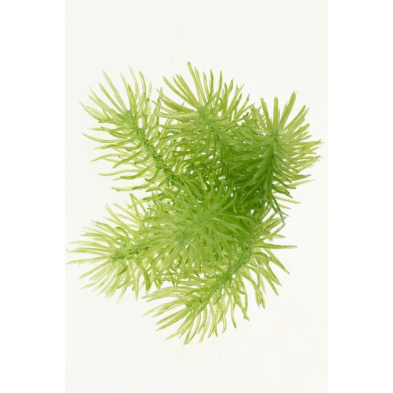 Pick fenyő ág sűrű 16cm fényes zöld