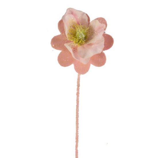 Rózsa snow funny rose
