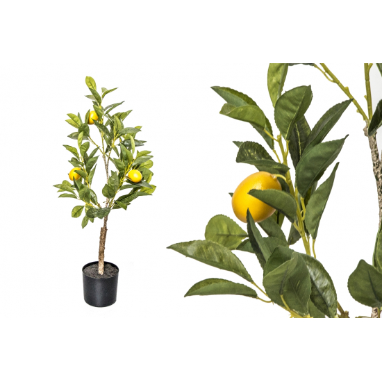 Selyemvirág citromfa cserepes 70cm zöld