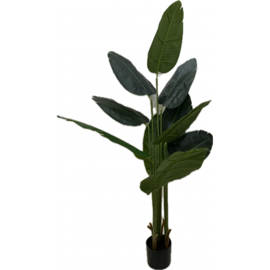 Selyemvirág strelitzia cserepes 1,2m zöld