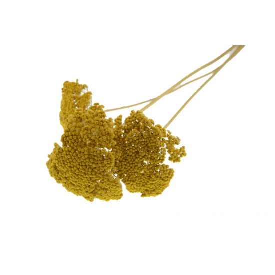 Szárazvirág Achillea csokor 70cm sárga