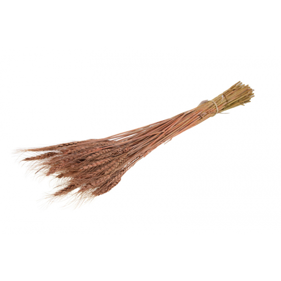 Szárazvirág búza 60-65cm 100gr mustár