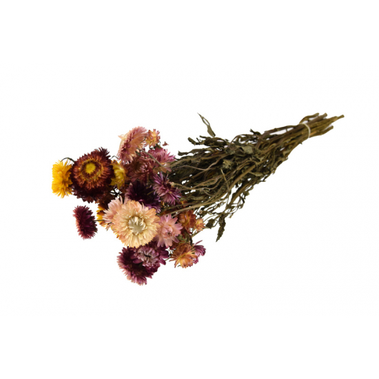 Szárazvirág Helichrysum csokor színes