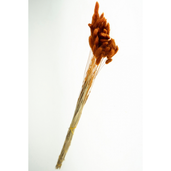 Szárazvirág nyuszifül 65~75cm barnás narancs