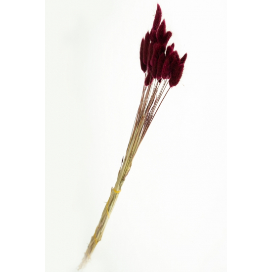 Szárazvirág nyuszifül 65~75cm bordó