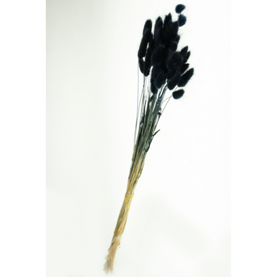 Szárazvirág nyuszifül 65~75cm fekete