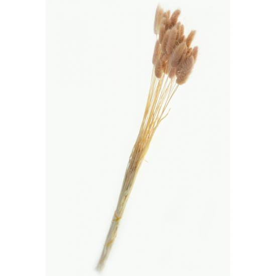 Szárazvirág nyuszifül 65~75cm szürkés rózsaszín
