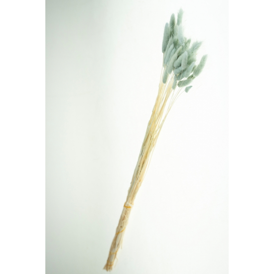 Szárazvirág nyuszifül 65~75cm v.kék