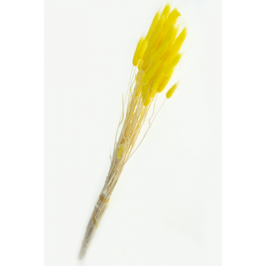 Szárazvirág nyuszifül 65~75cm sárga