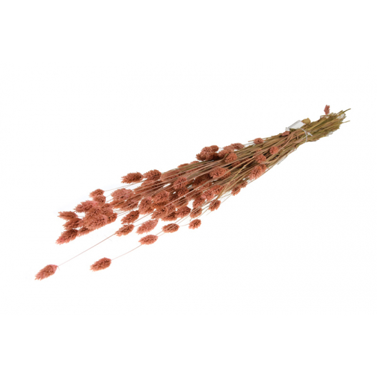 Szárazvirág phalaris csokor pink