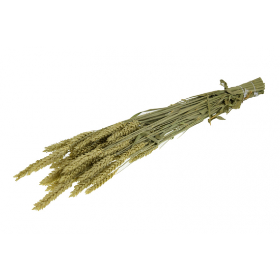 Szárazvirág triticum 70x10x5cm natúr