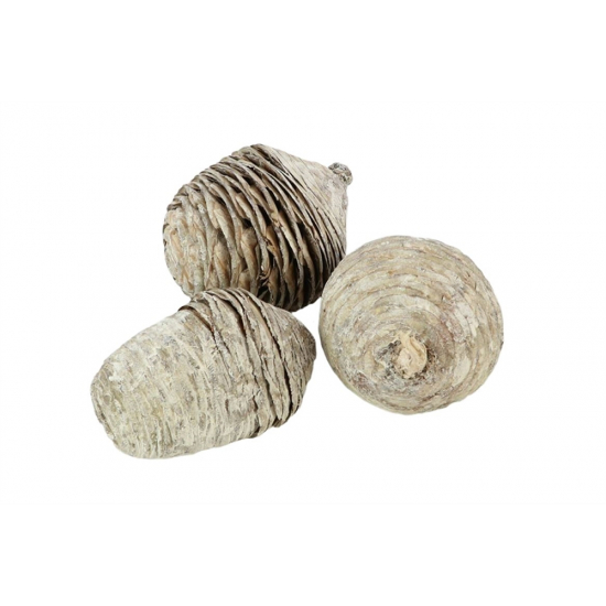 Termés cédrus fenyőtoboz 9cm s/3 fehér