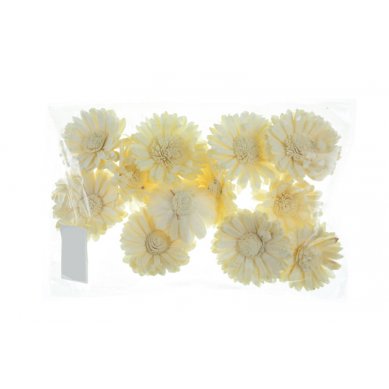 Termés Sola Sun Flower 6cm s/12 natúr