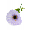 Selyemvirág Menyecskeszem szálas 105cm lila
